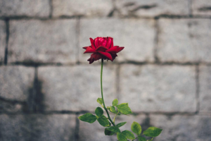 Att vara anhörig till den som tagit sitt liv